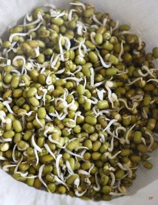 sprouts